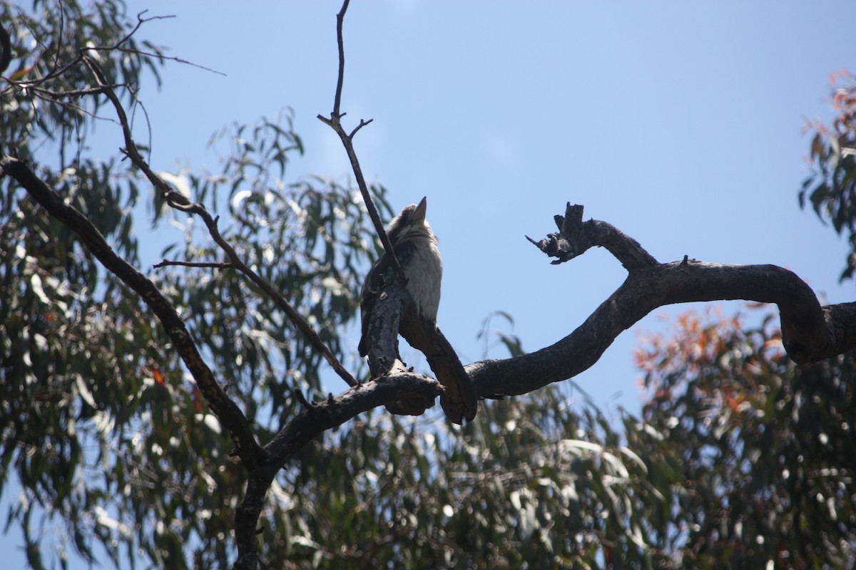 Смеющаяся кукабара - ML645881474