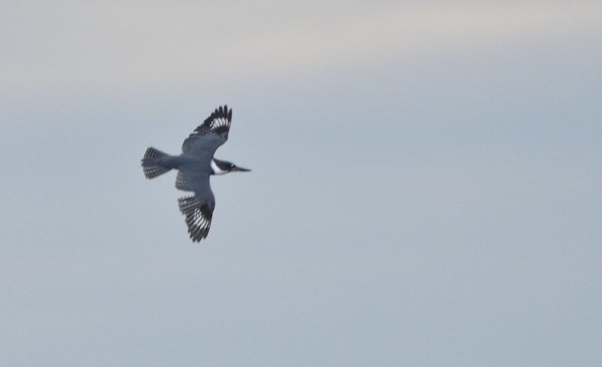 Опоясанный зимородок - ML645881475