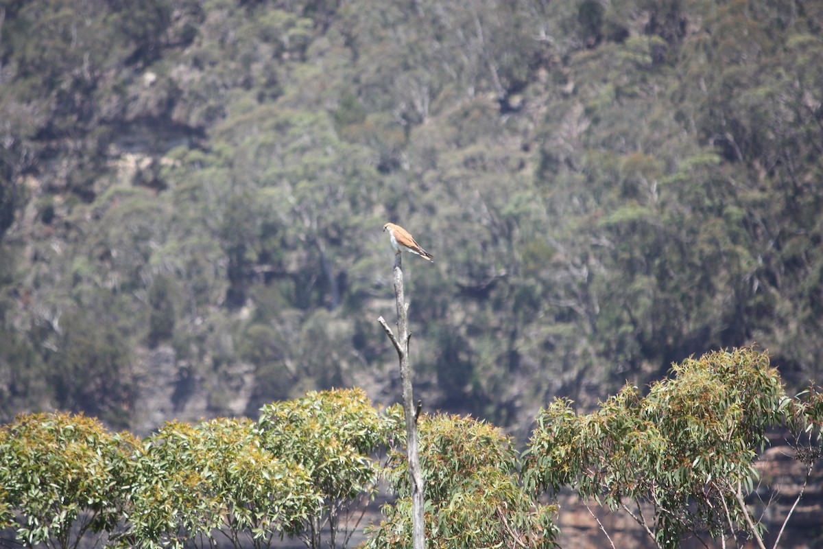 Седобородая пустельга - ML645881479