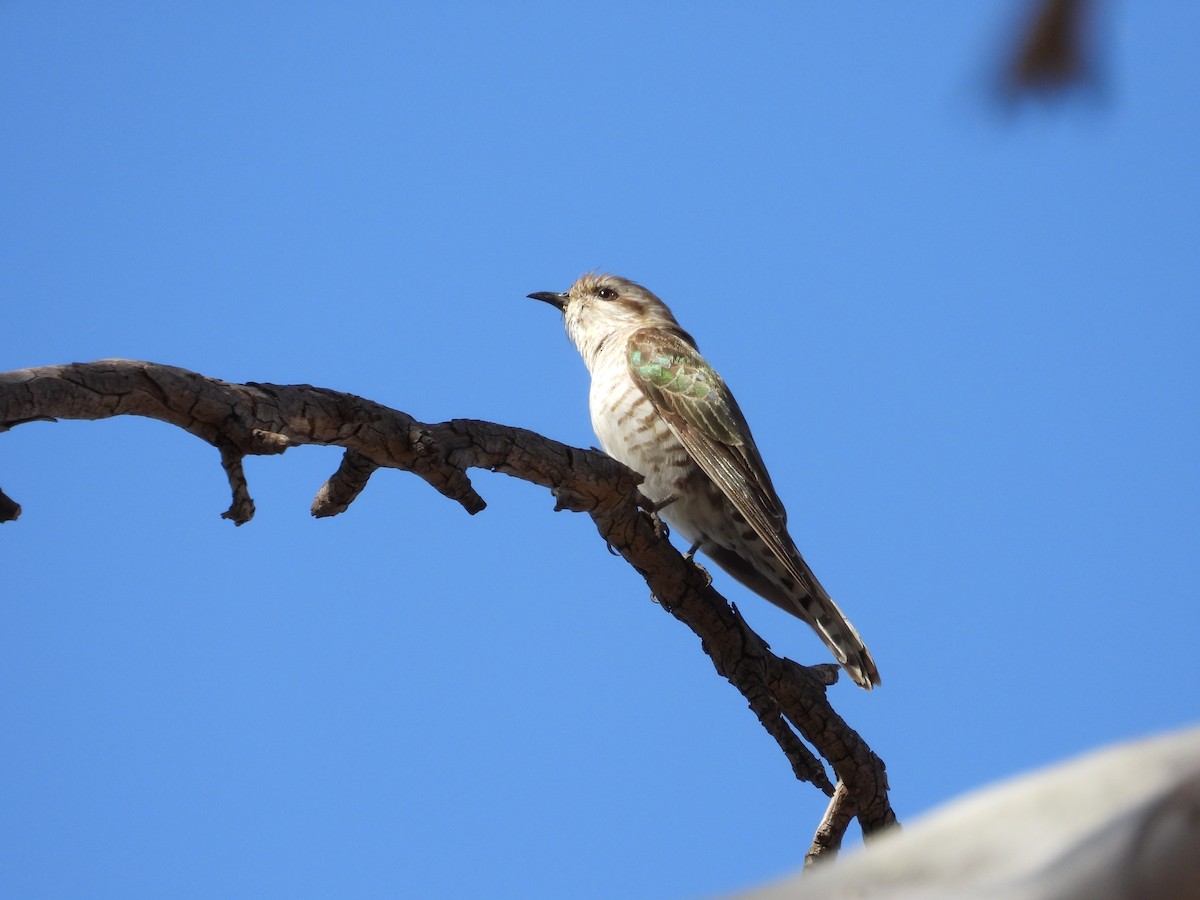 Рыжехвостая кукушка - ML645881480
