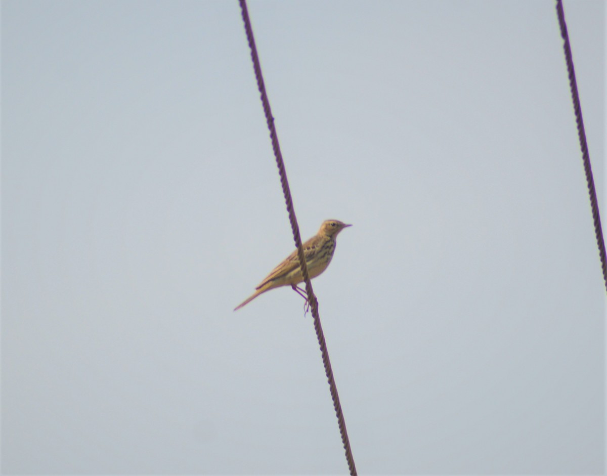 Рисовой конёк - ML645881482