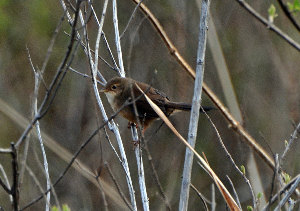 Бурая пестрогрудка - ML645881483