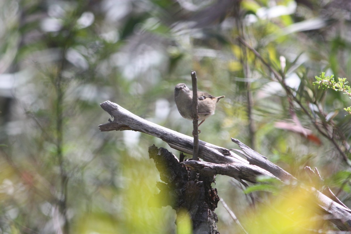Белобровая кустовка - ML645881484