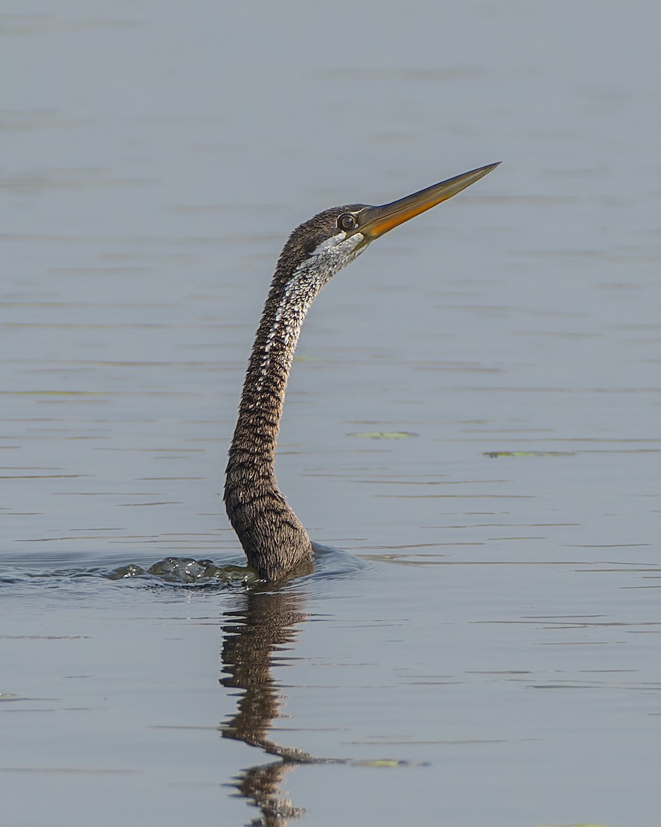 Азиатская змеешейка - ML645881485
