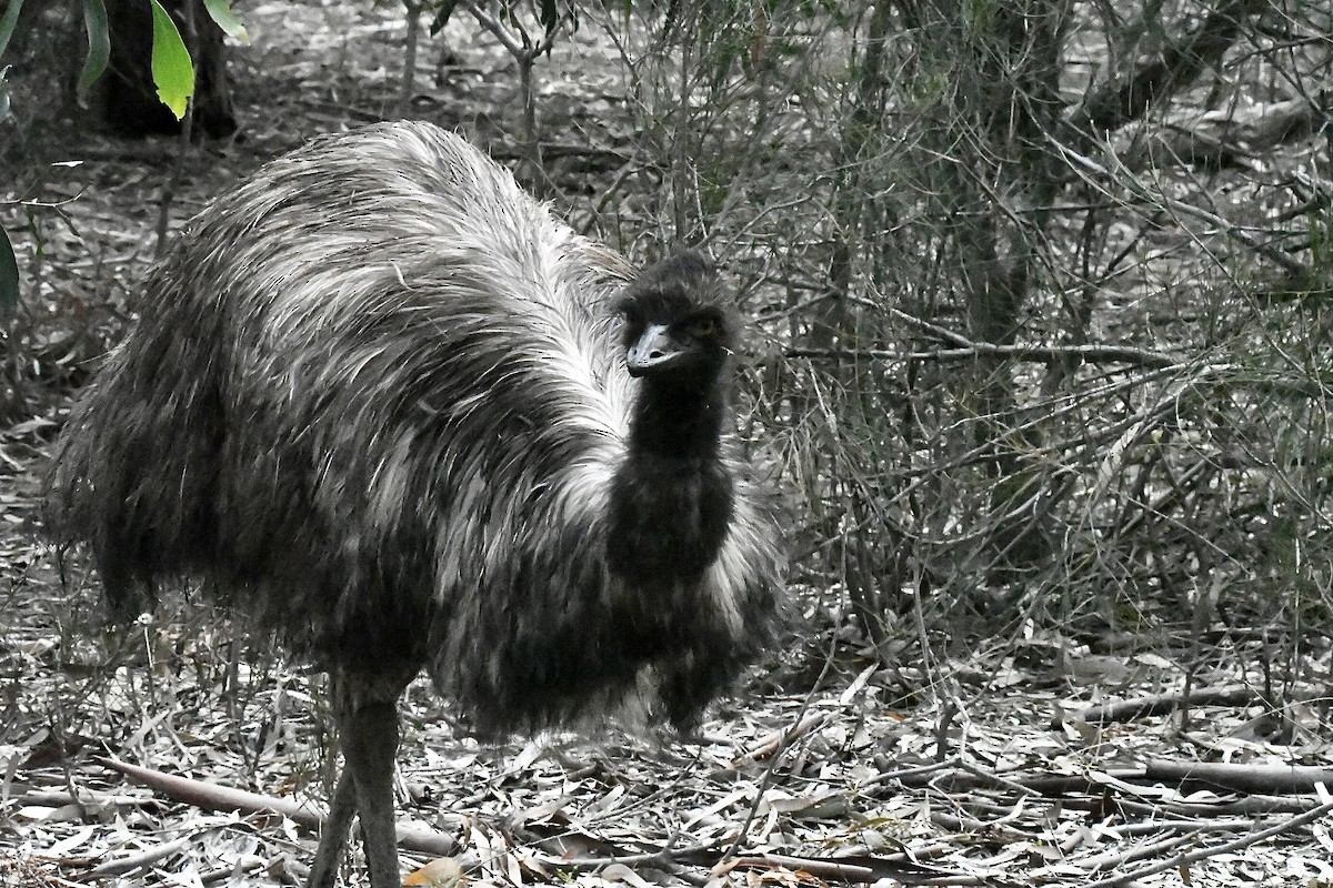 Эму - ML645881486