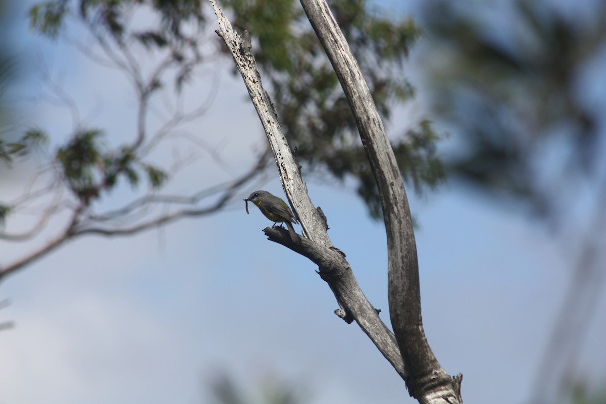 Жёлтая дриада - ML645881487