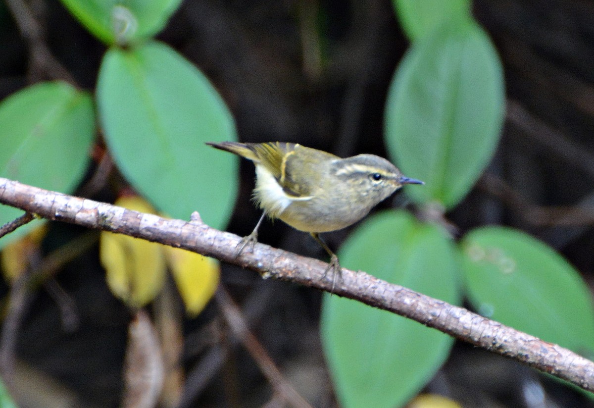 チャバネムシクイ - ML645881489