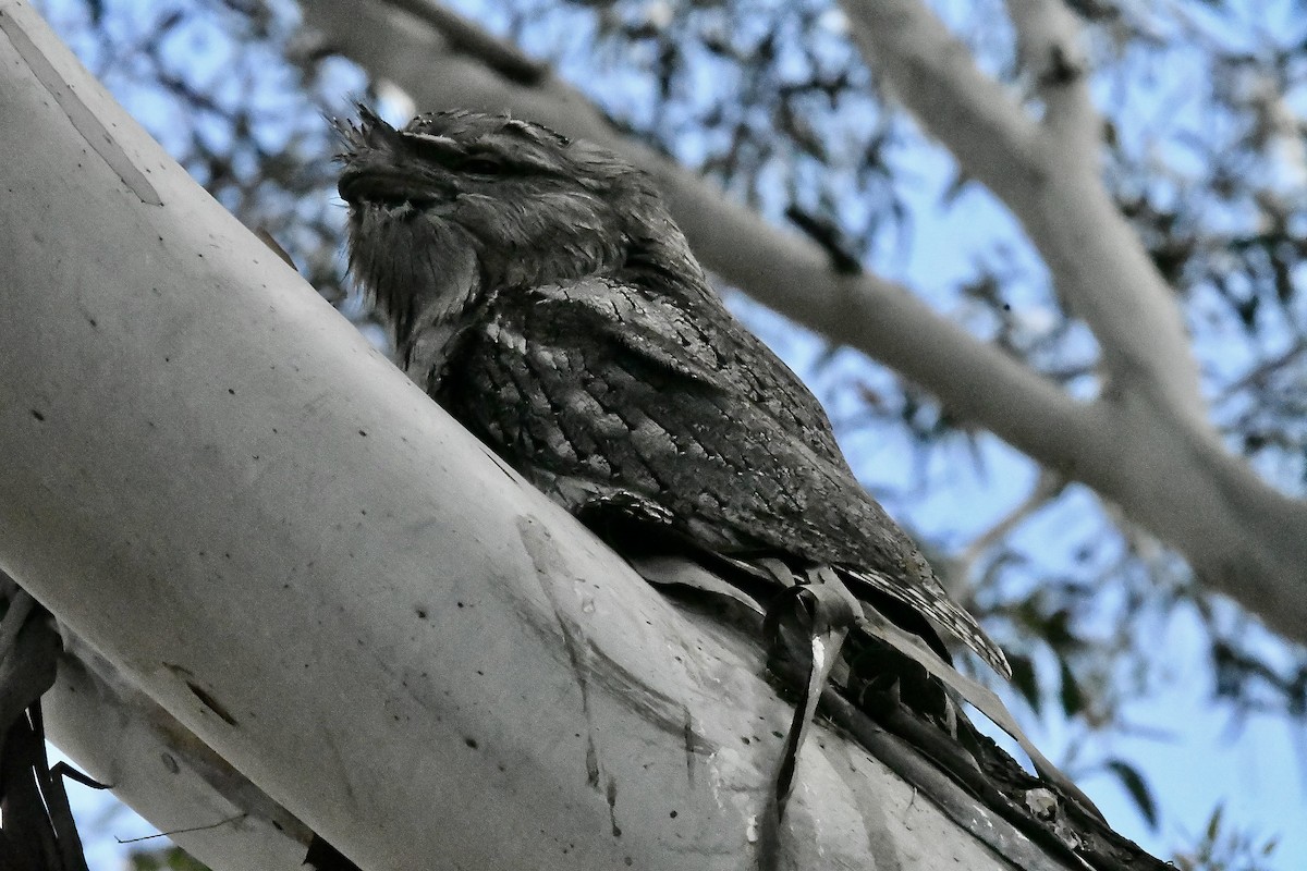 Avustralya Kocaağzı - ML645881494