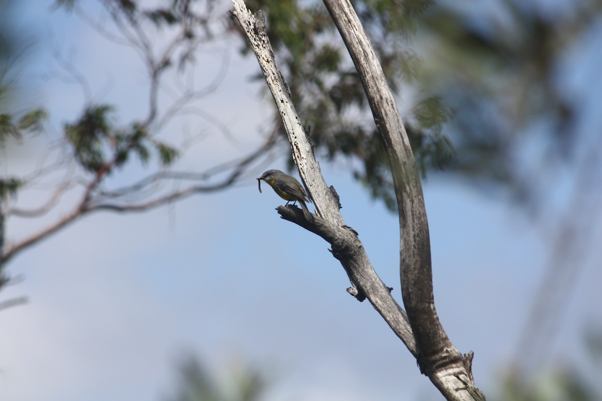 gulbrystflueskvett - ML645881495