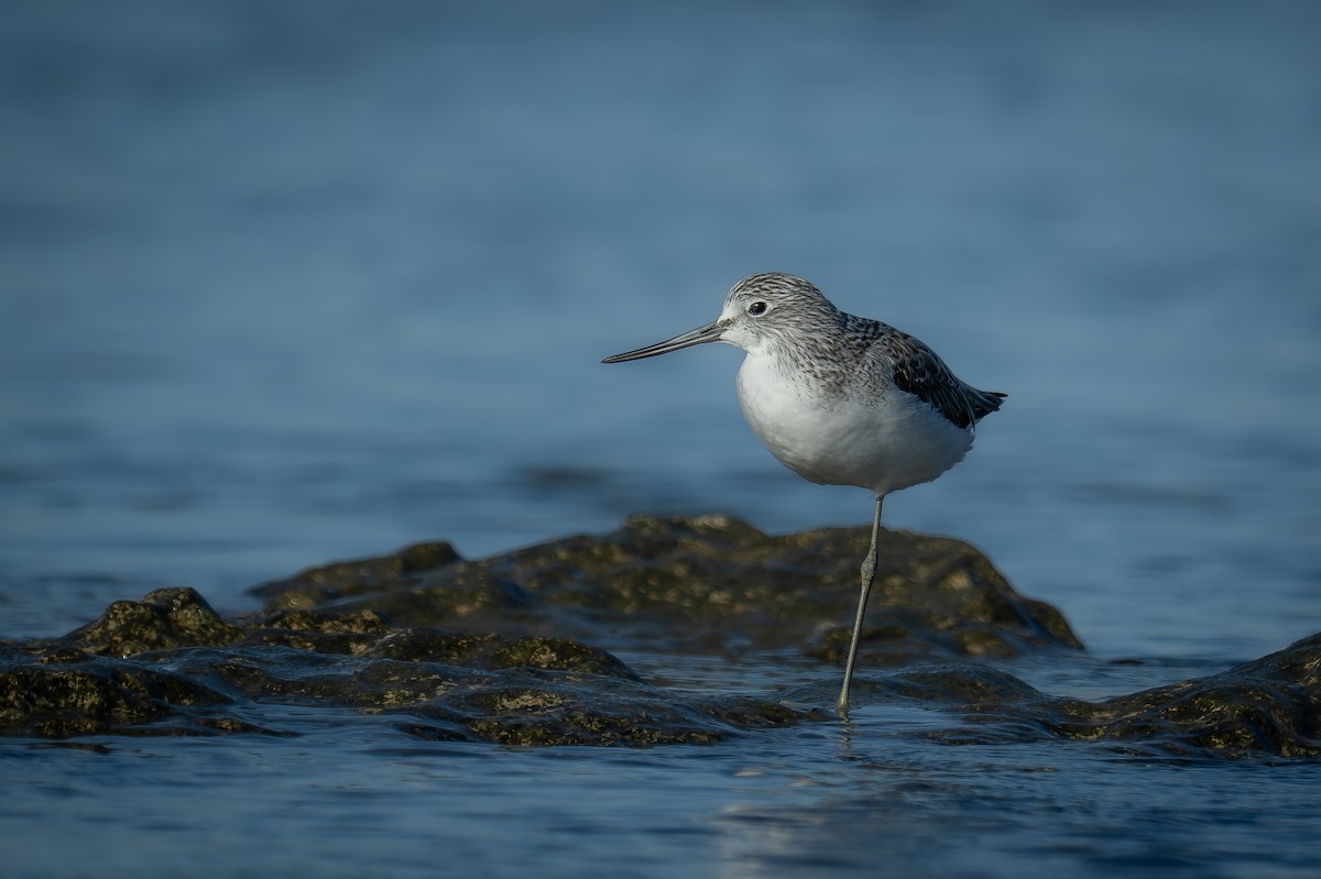 vodouš šedý - ML645881519