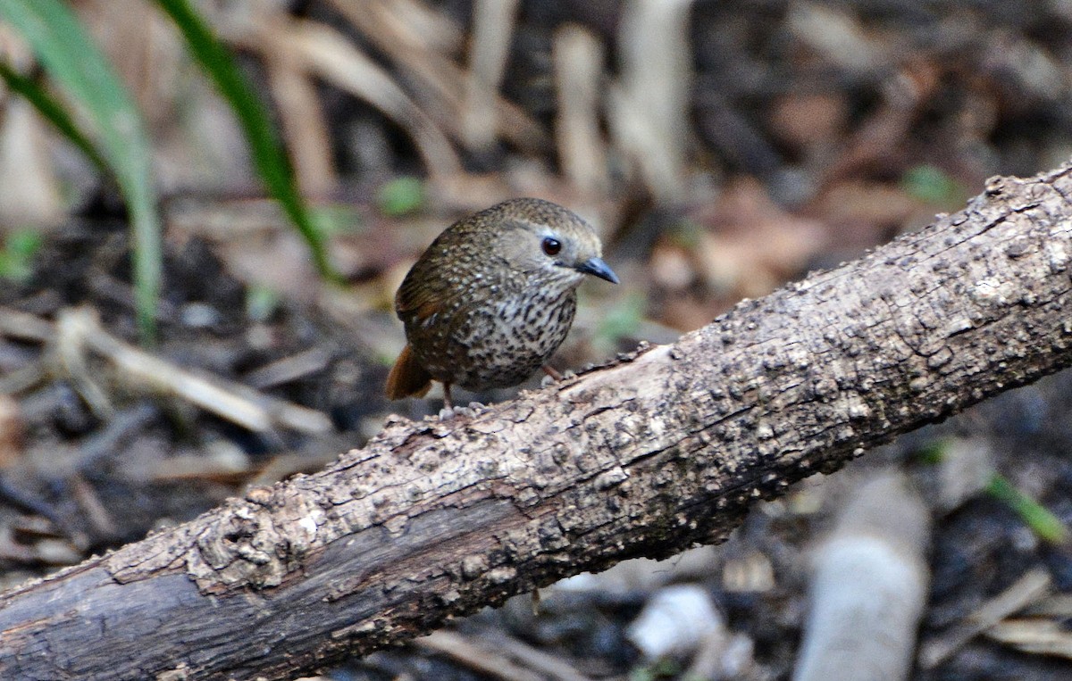 Perlen-Zaunkönigtimalie - ML645881523