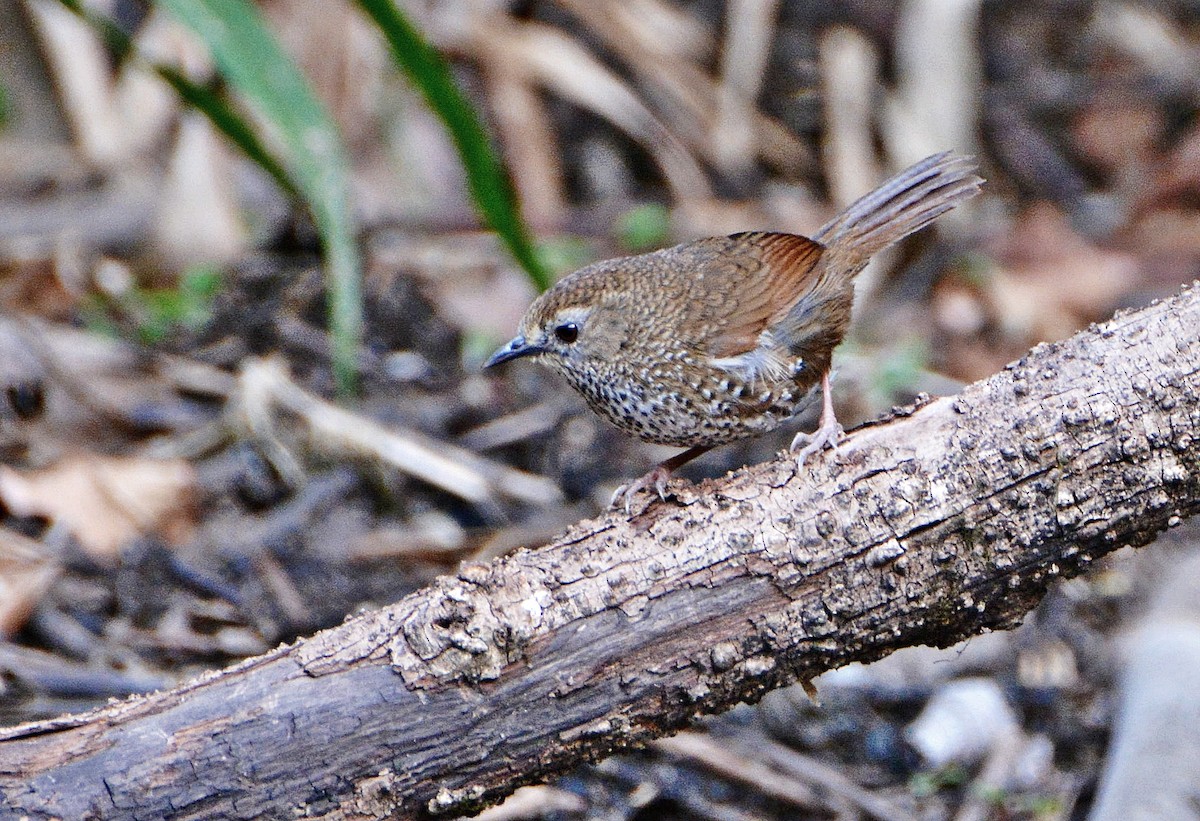 Perlen-Zaunkönigtimalie - ML645881524