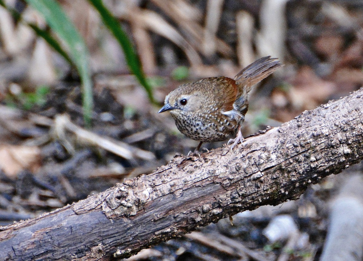 Perlen-Zaunkönigtimalie - ML645881525