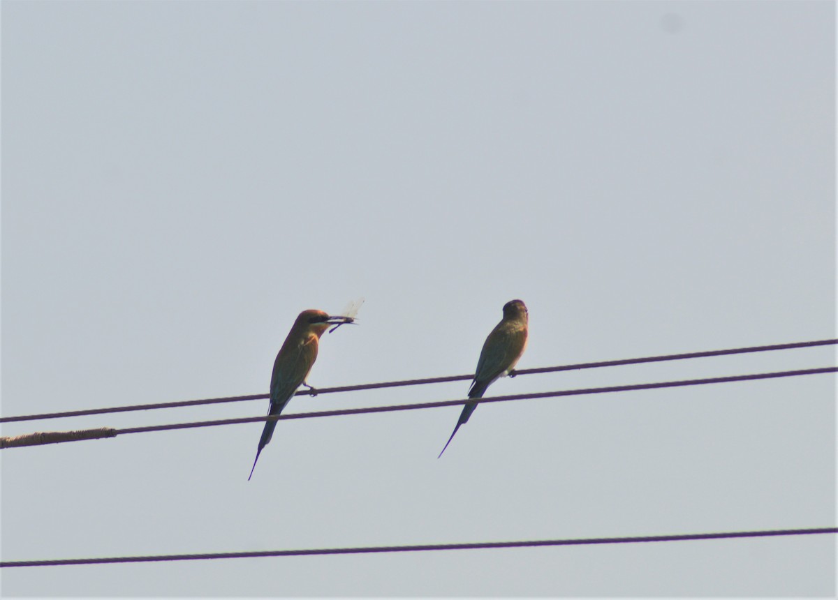 Blauschwanzspint - ML645881529