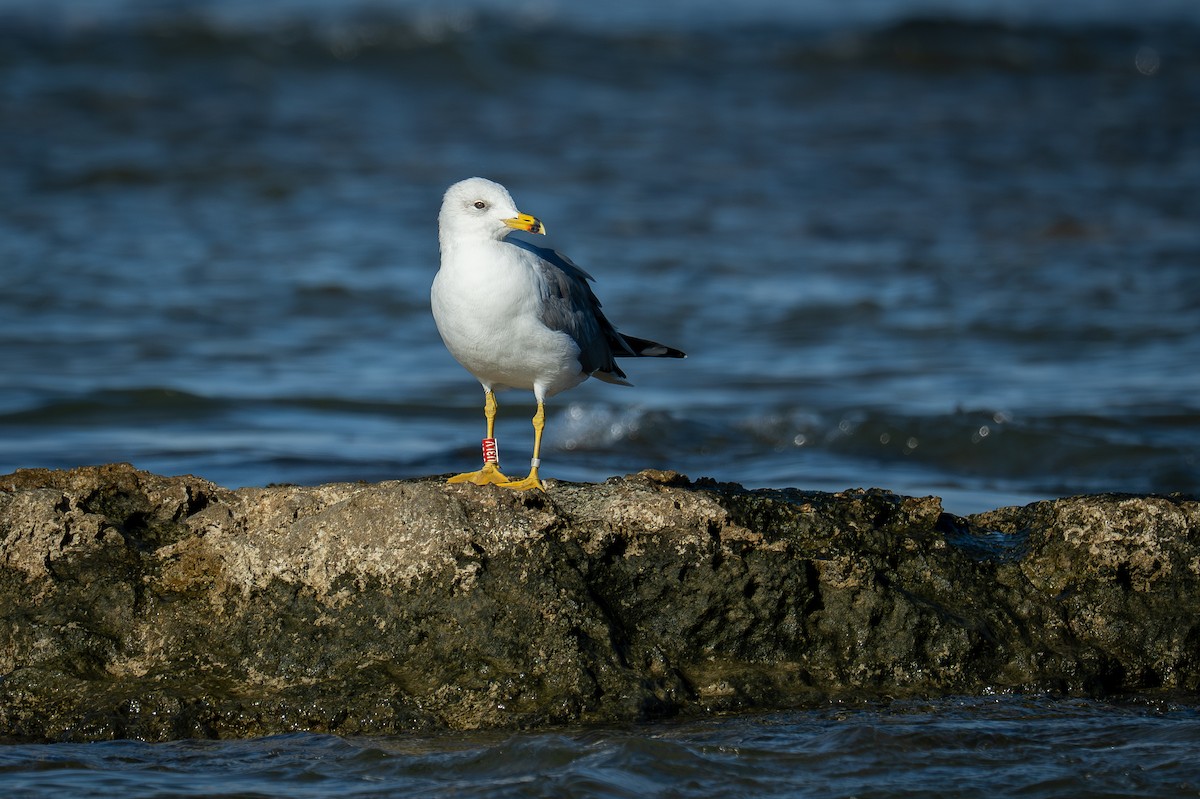 Armenienmöwe - ML645881531