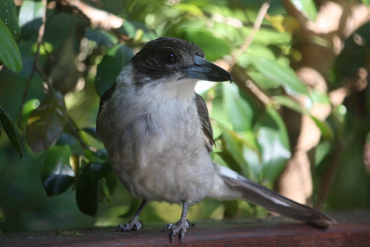 Graurücken-Krähenstar - ML645881532