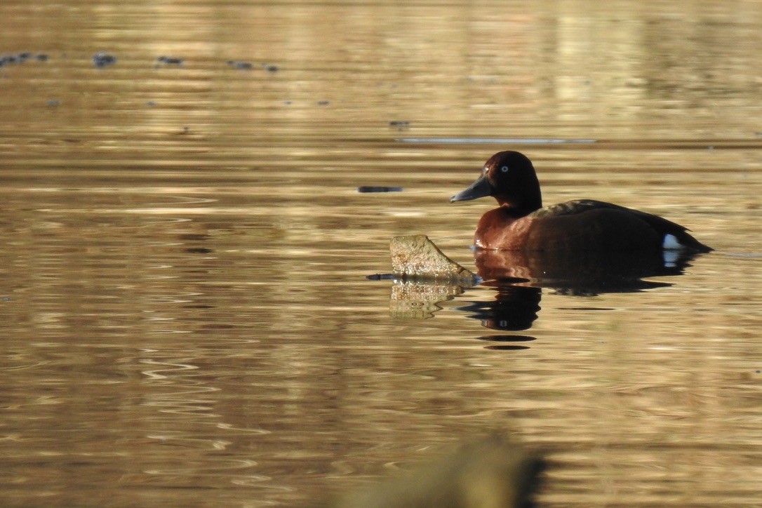 Moorente - ML645881533