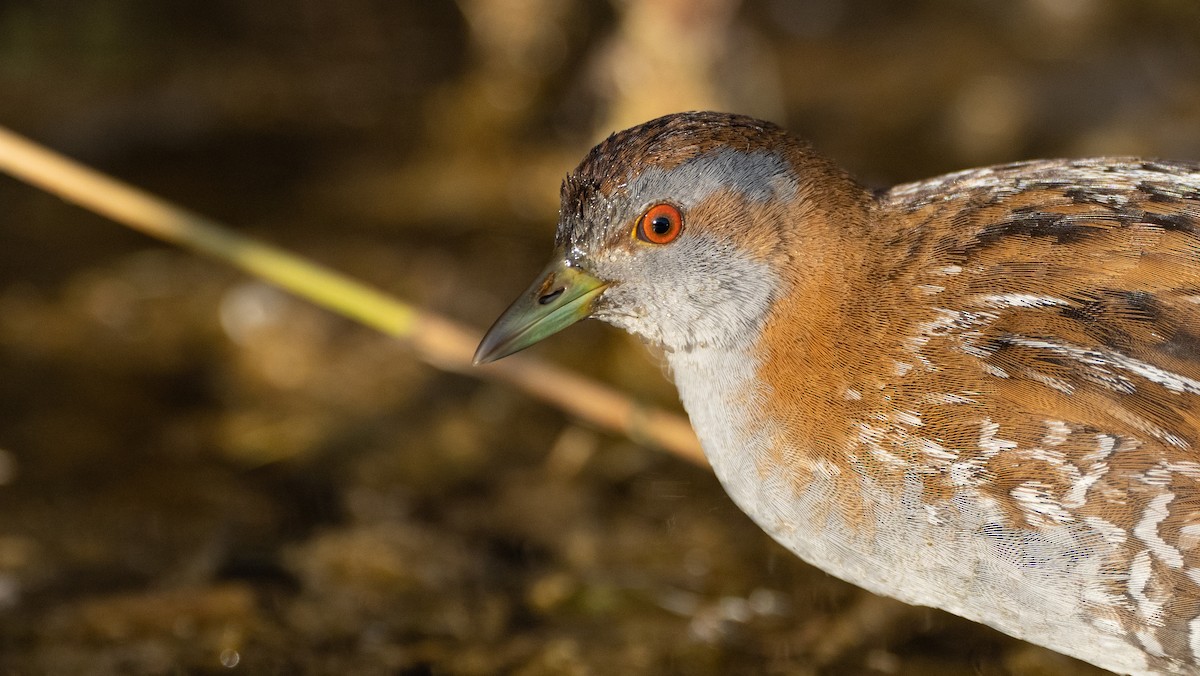 Zwergsumpfhuhn - ML645881535