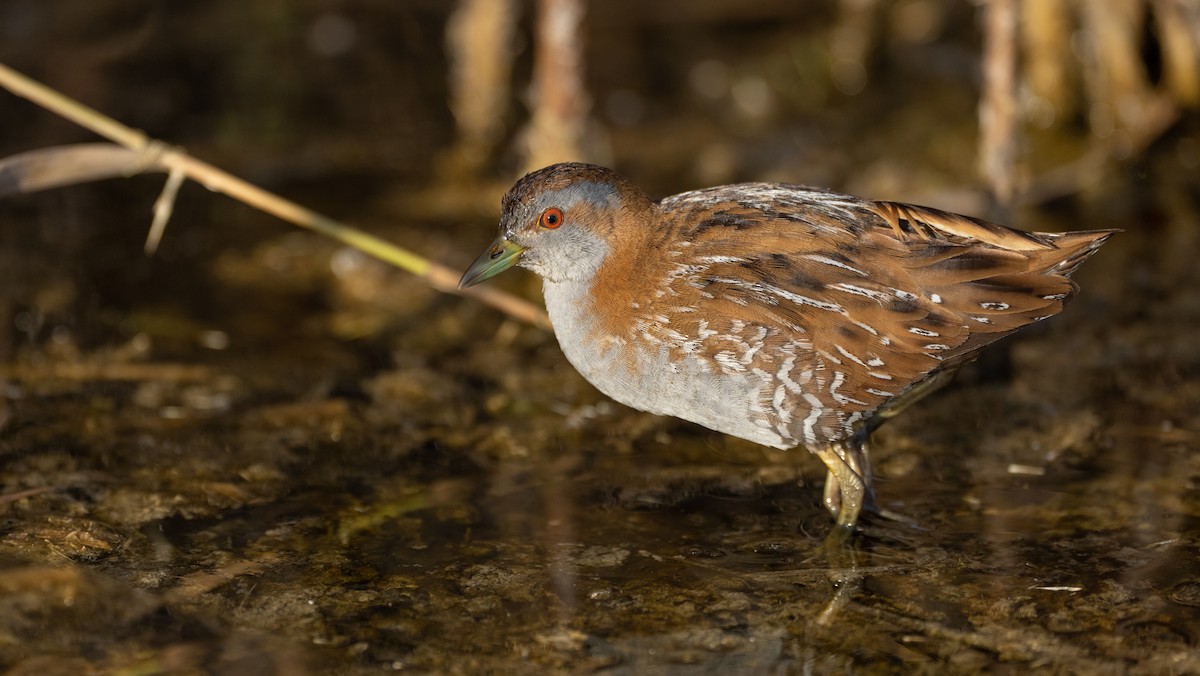 Zwergsumpfhuhn - ML645881539