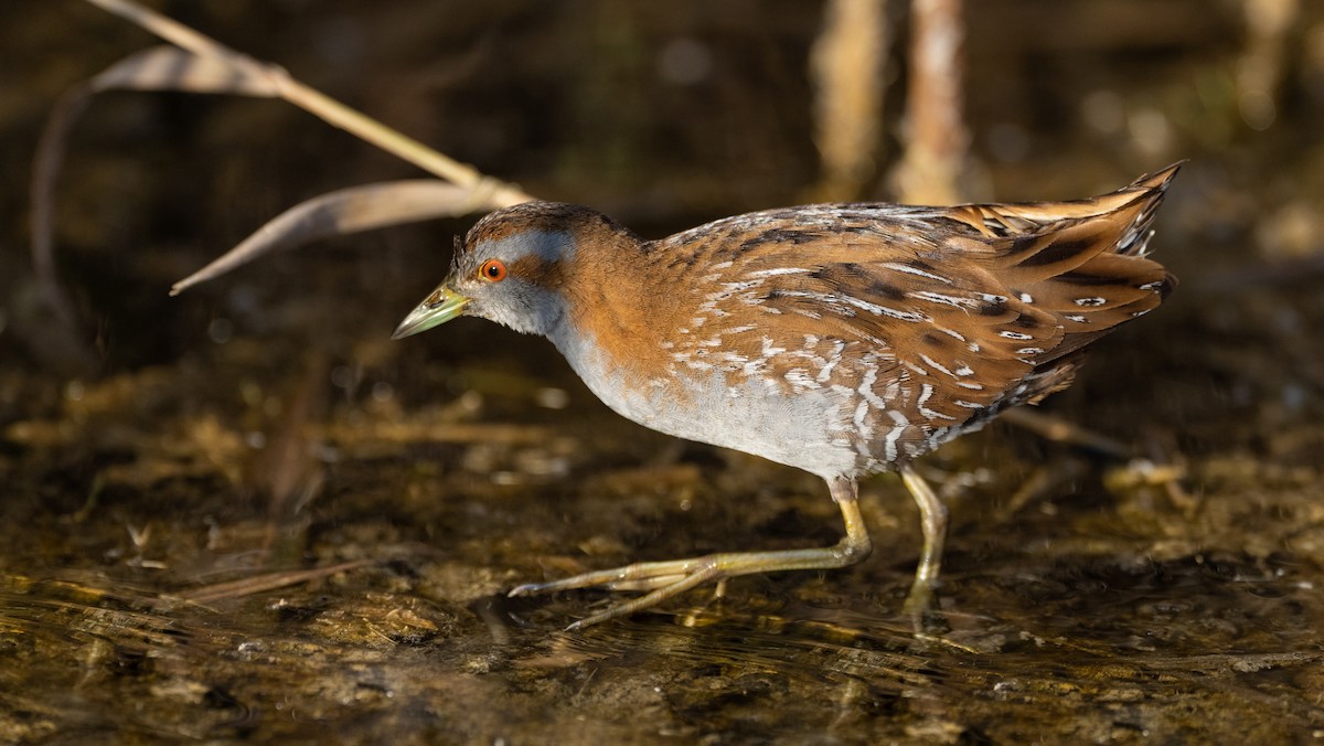 Zwergsumpfhuhn - ML645881540