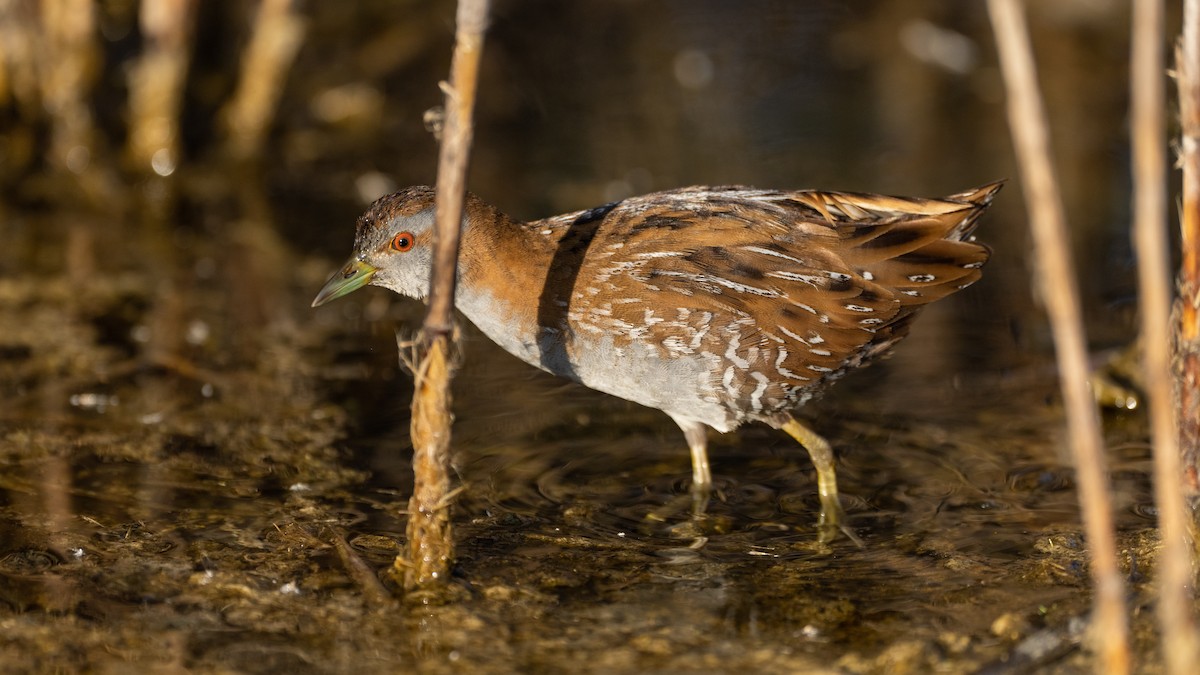 Zwergsumpfhuhn - ML645881541