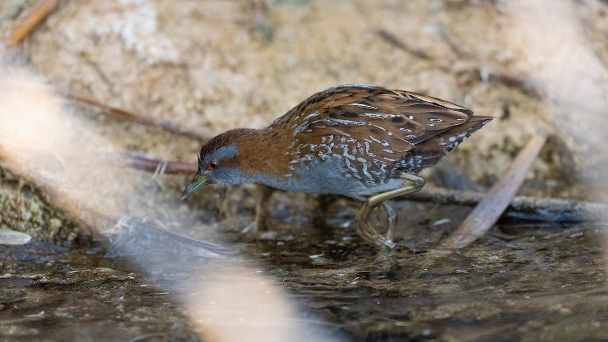 Zwergsumpfhuhn - ML645881542