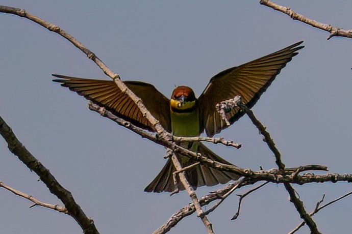 Braunkopfspint - ML645881543