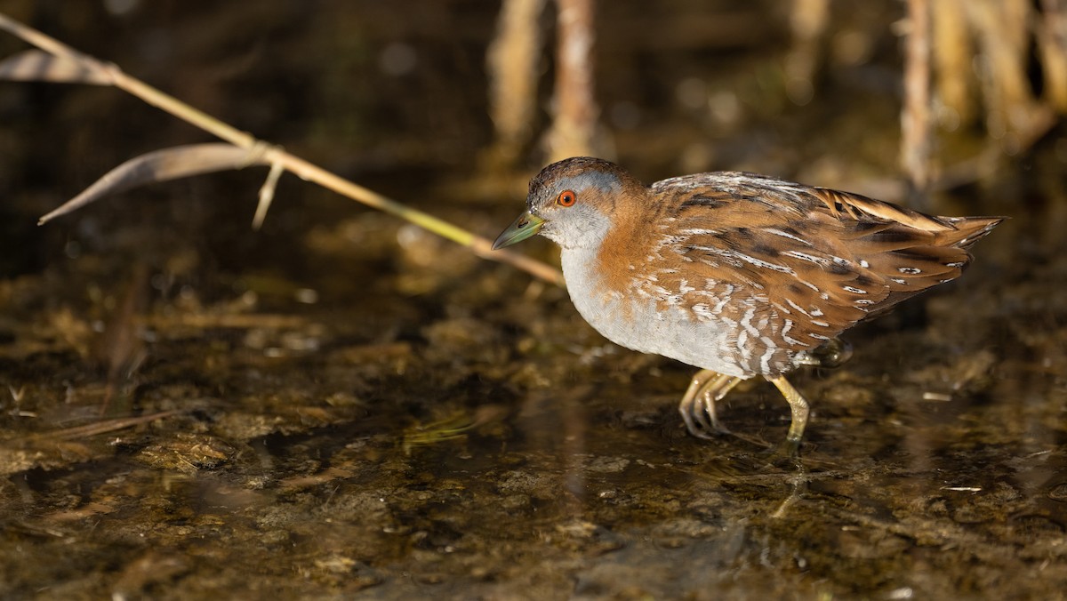 Zwergsumpfhuhn - ML645881544