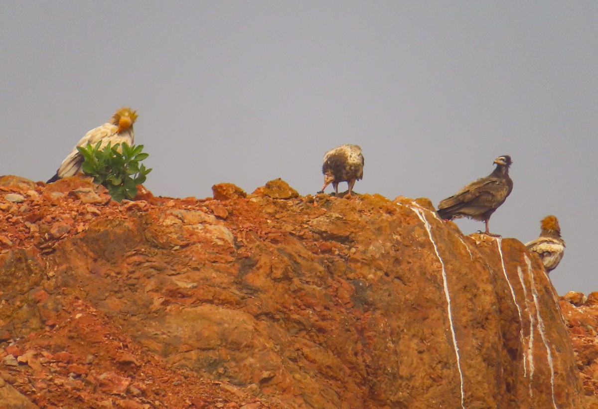 Schmutzgeier - ML645881547