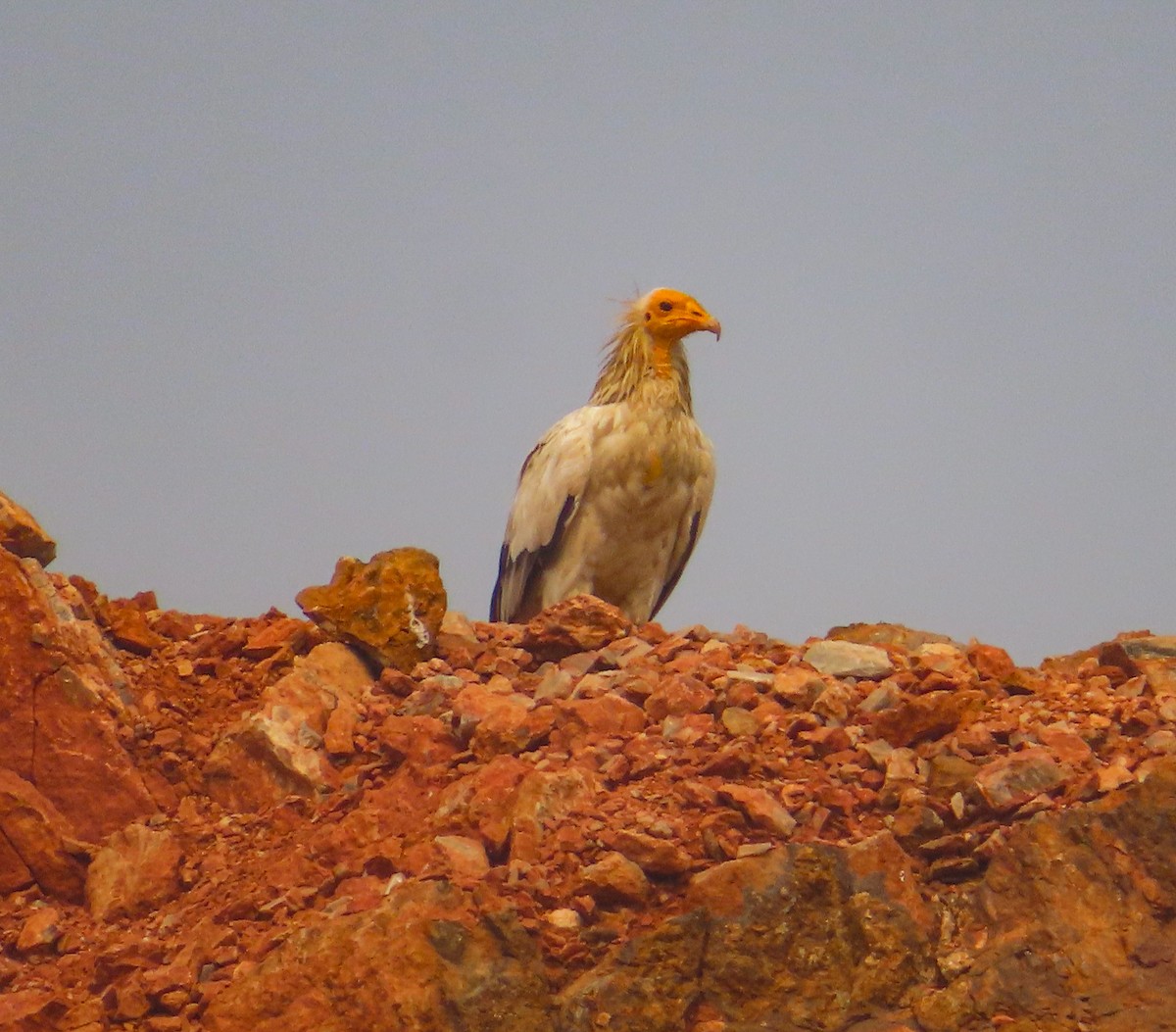 Schmutzgeier - ML645881548