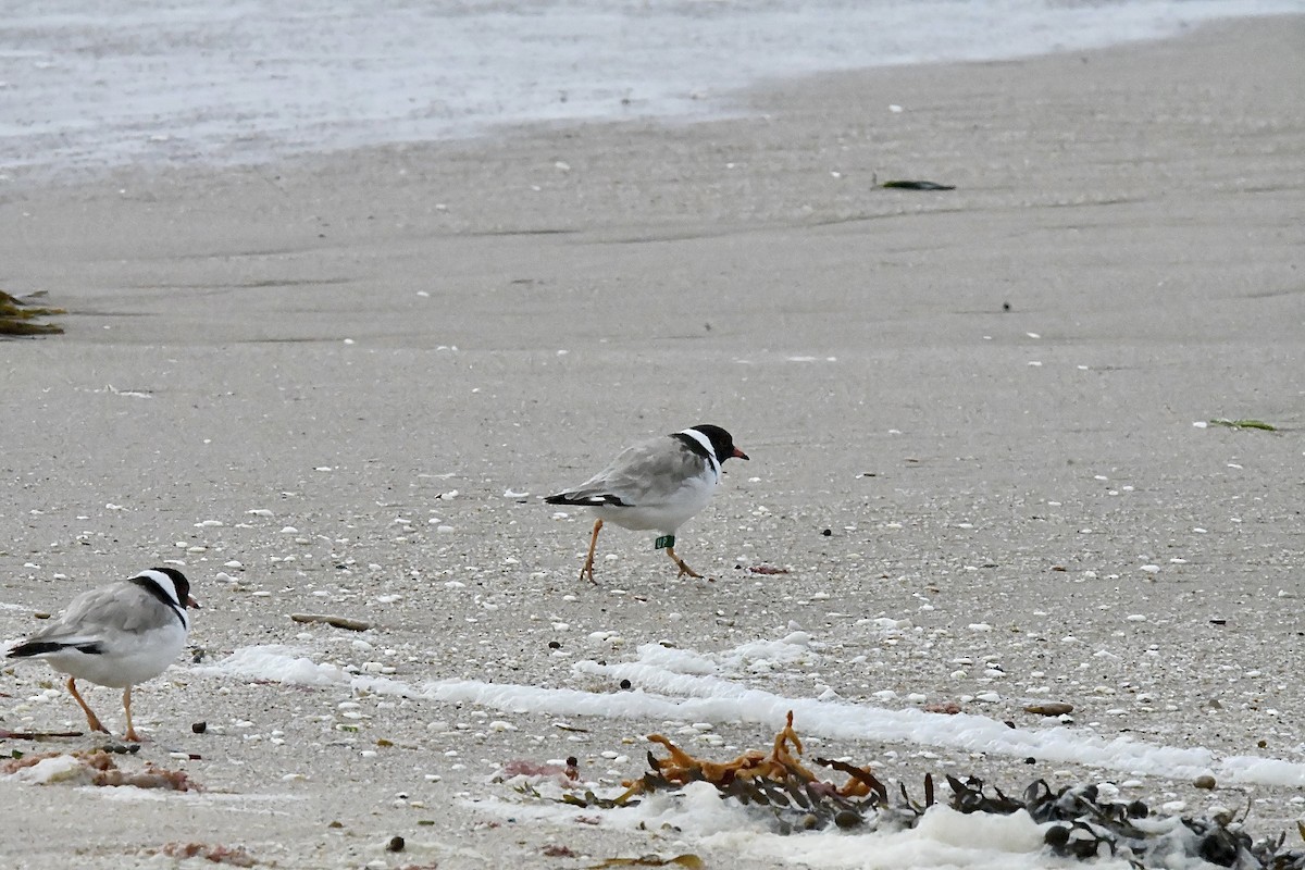 Kappenregenpfeifer - ML645881549