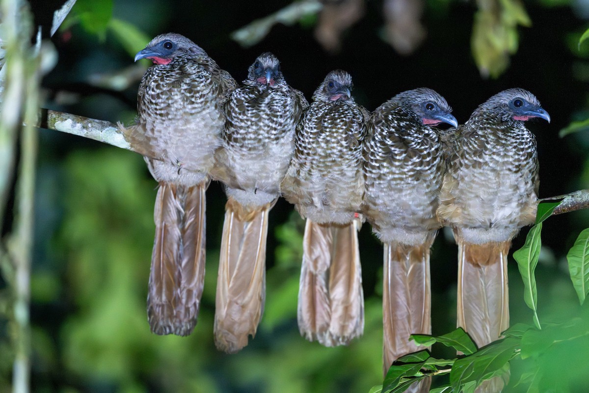 Tüpfelguan (guttata/subaffinis) - ML645881551