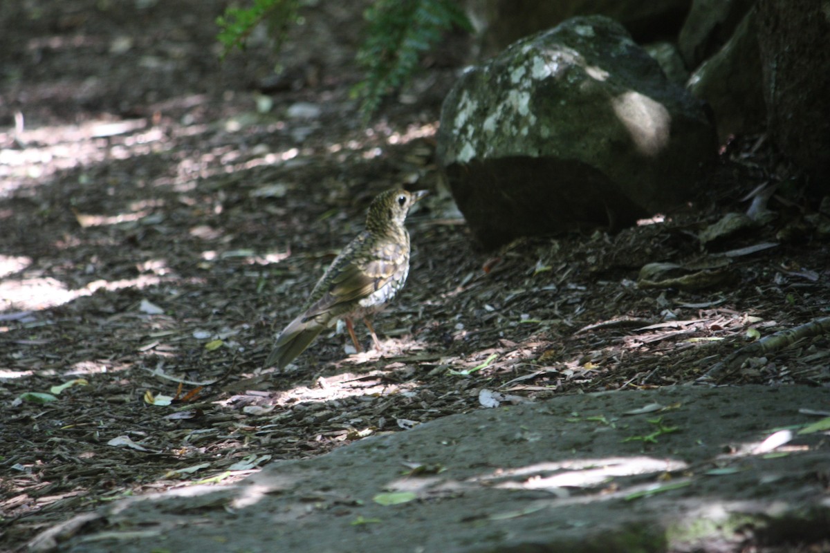 Tasmanerddrossel - ML645881553