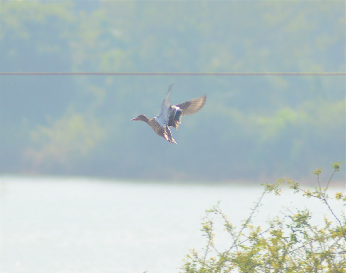 Löffelente - ML645881554