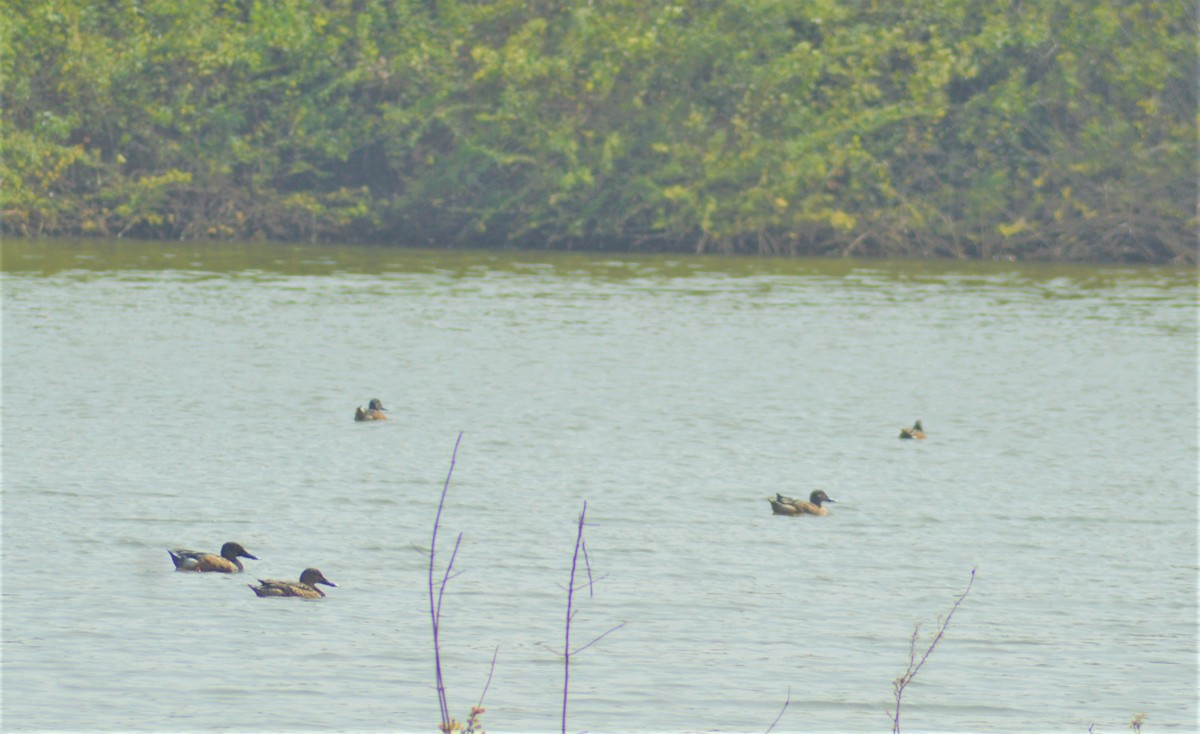 Löffelente - ML645881555