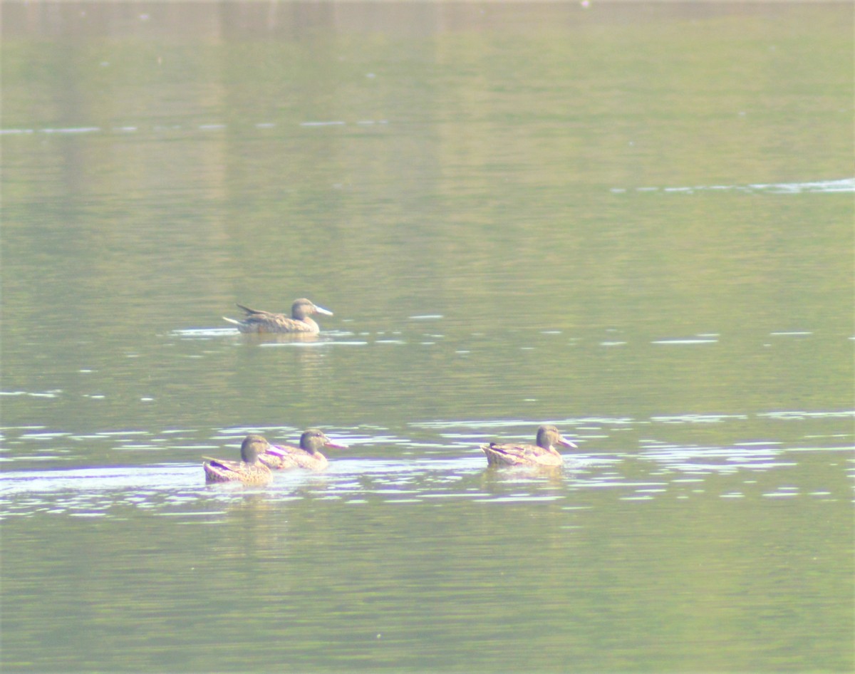 Löffelente - ML645881558