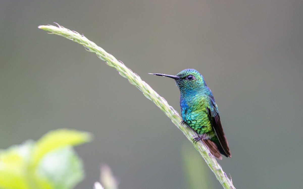 Blue-tailed Emerald - ML645881559