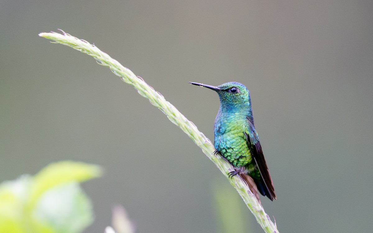 Blauschwanz-Smaragdkolibri - ML645881560
