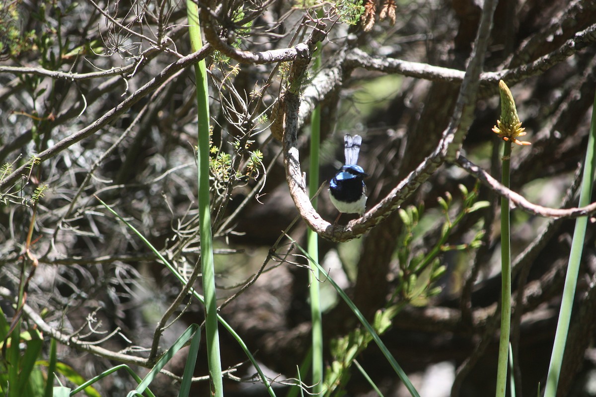 Superb Fairywren - ML645881561