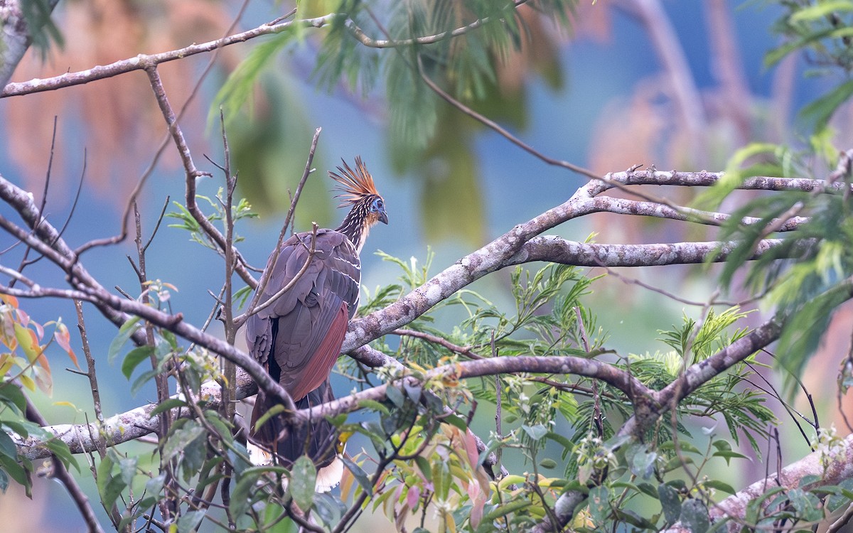 Hoatzin - ML645881562