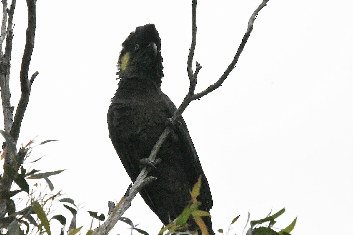 Yellow-tailed Black-Cockatoo - ML645881563