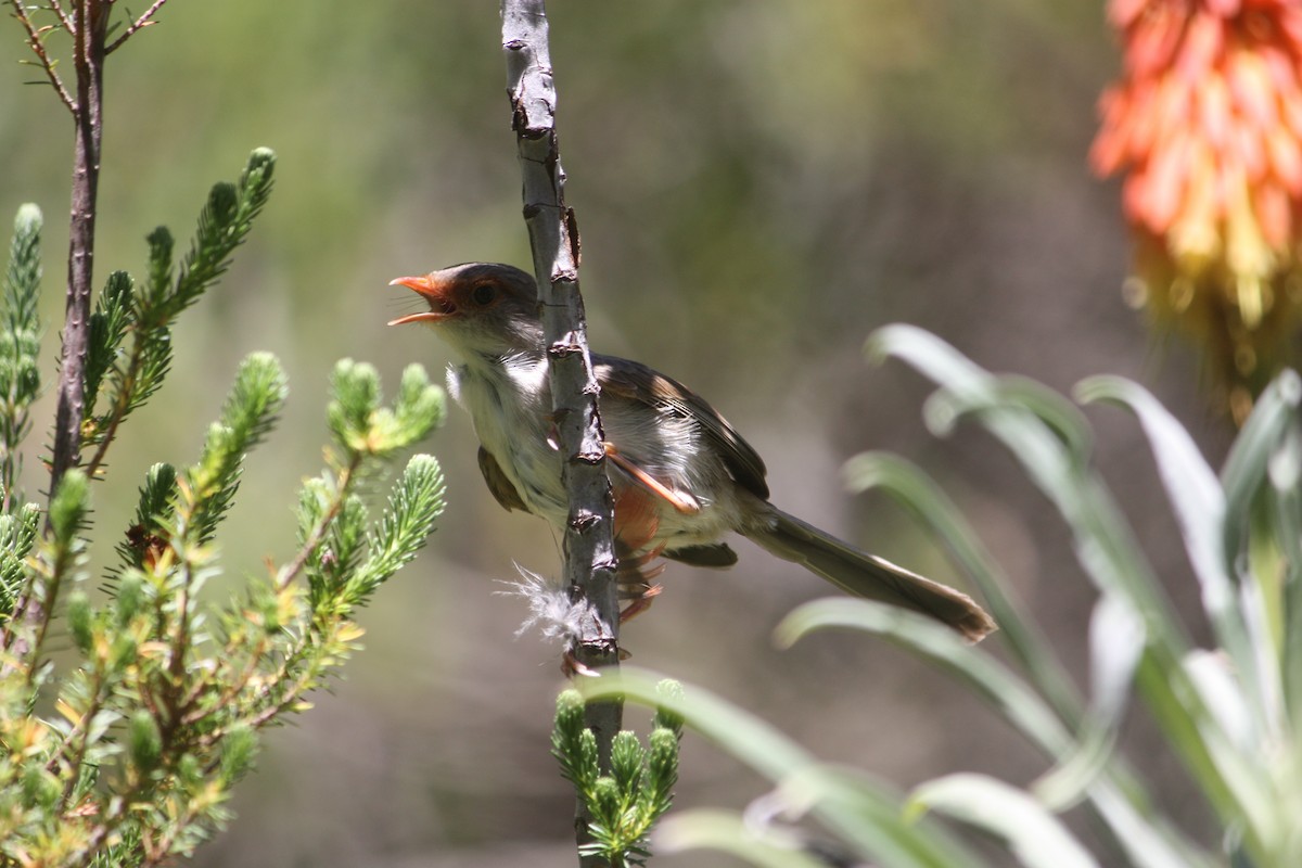 Superb Fairywren - ML645881564