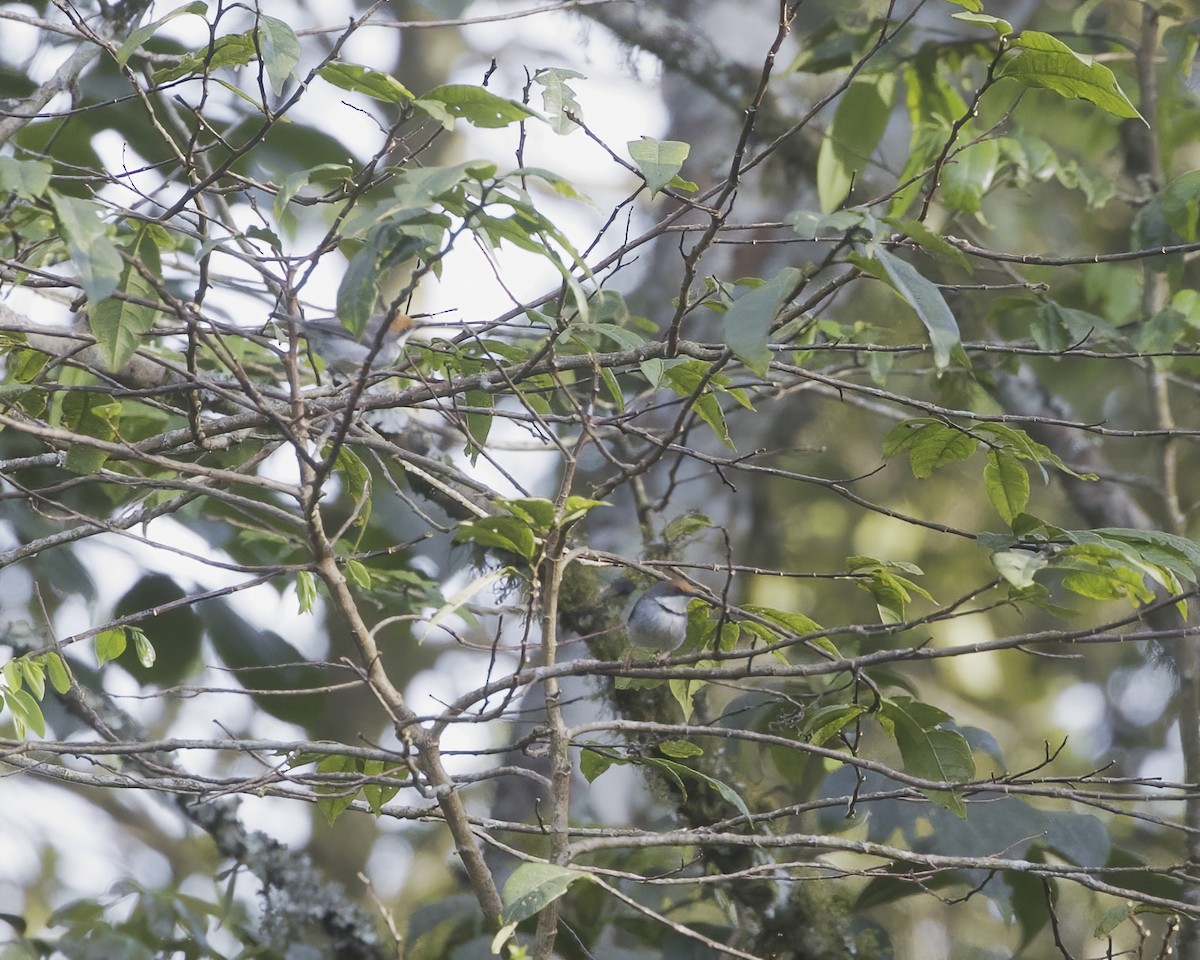 Turner's Eremomela - ML645881565