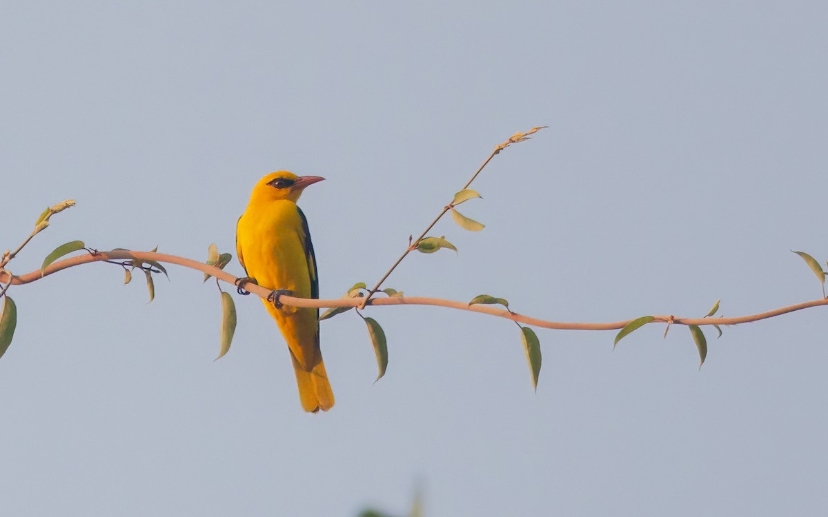 Indian Golden Oriole - ML645881566