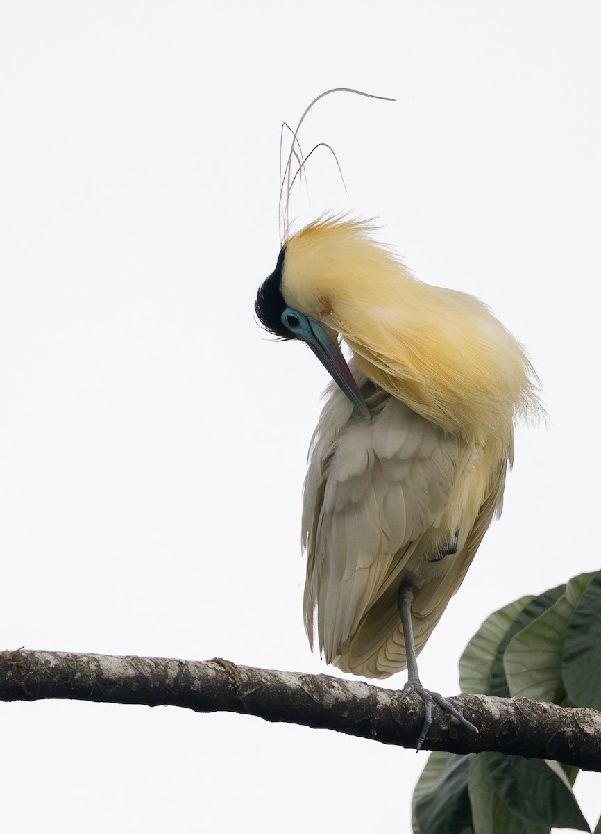 Capped Heron - ML645881567