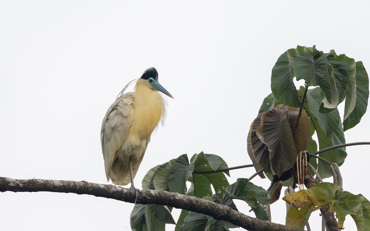 Capped Heron - ML645881568