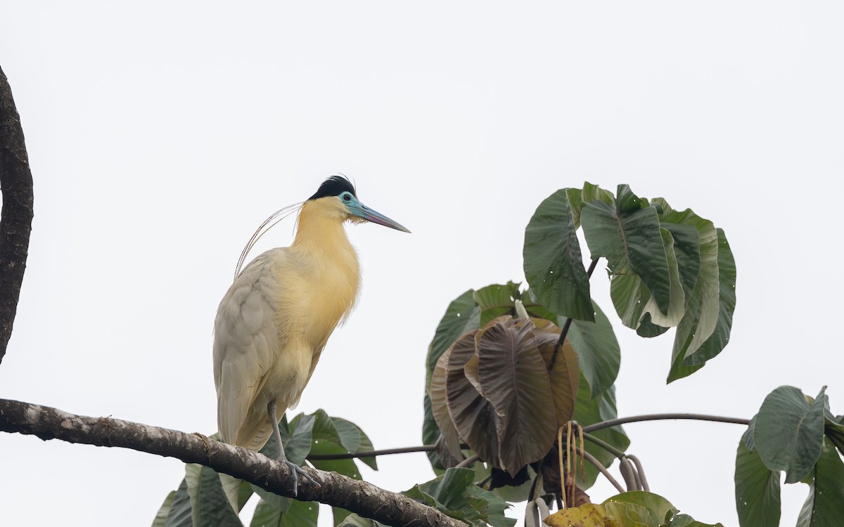 Capped Heron - ML645881569