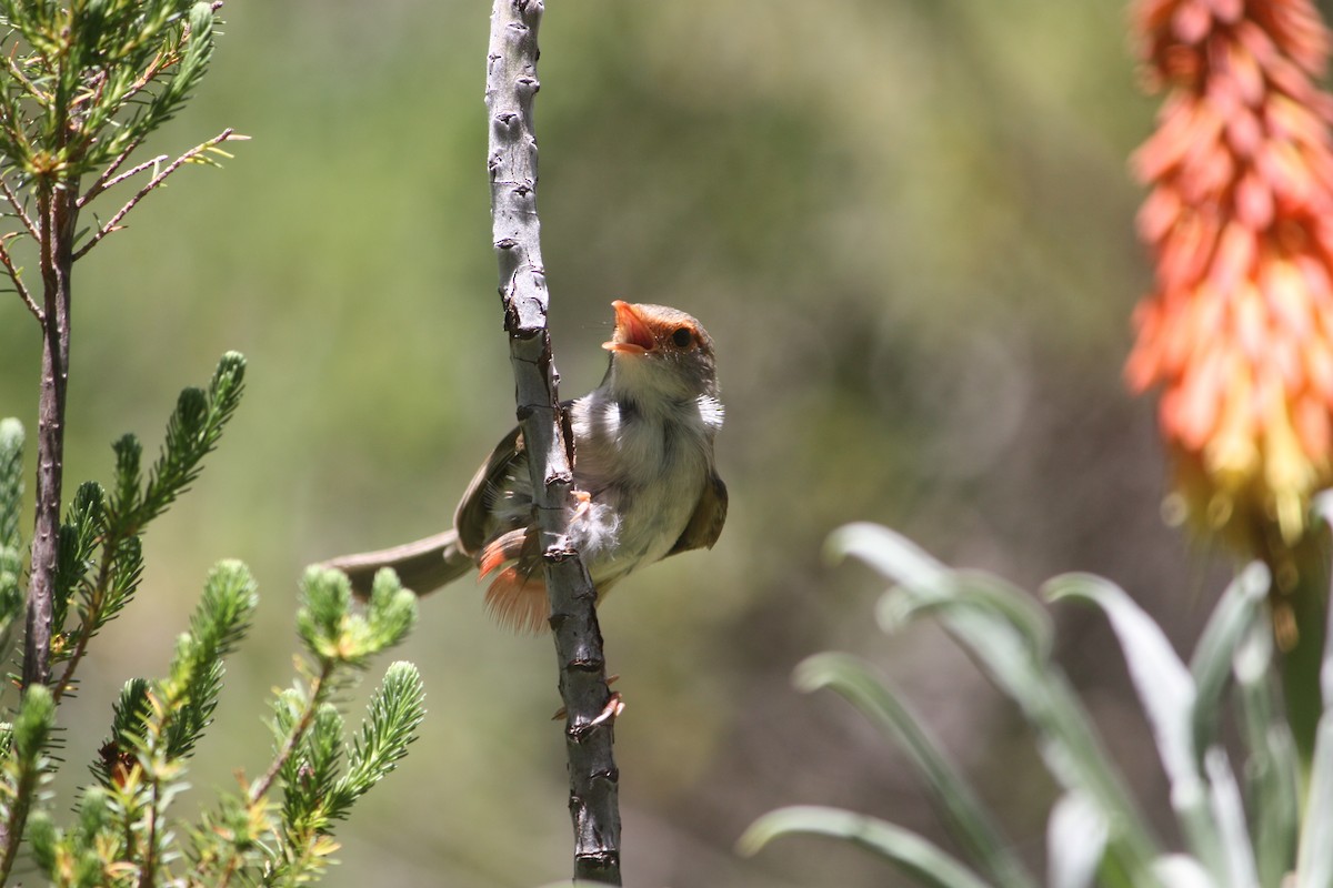 Superb Fairywren - ML645881571