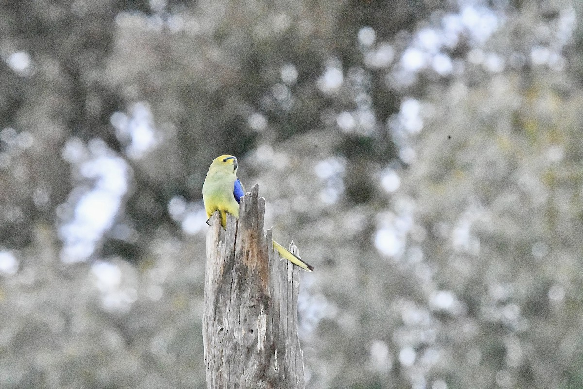 Blue-winged Parrot - ML645881573