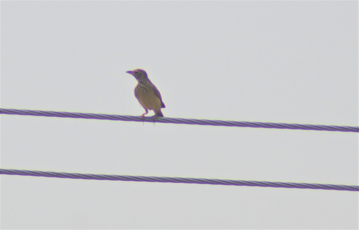 Jerdon's Bushlark - ML645881574